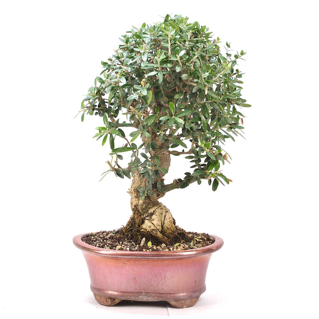 Wild-Olive 'Olea europaea sylvestris '